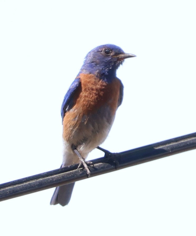 Western Bluebird - ML620244921