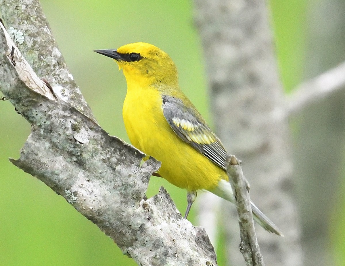 Blue-winged Warbler - ML620244926