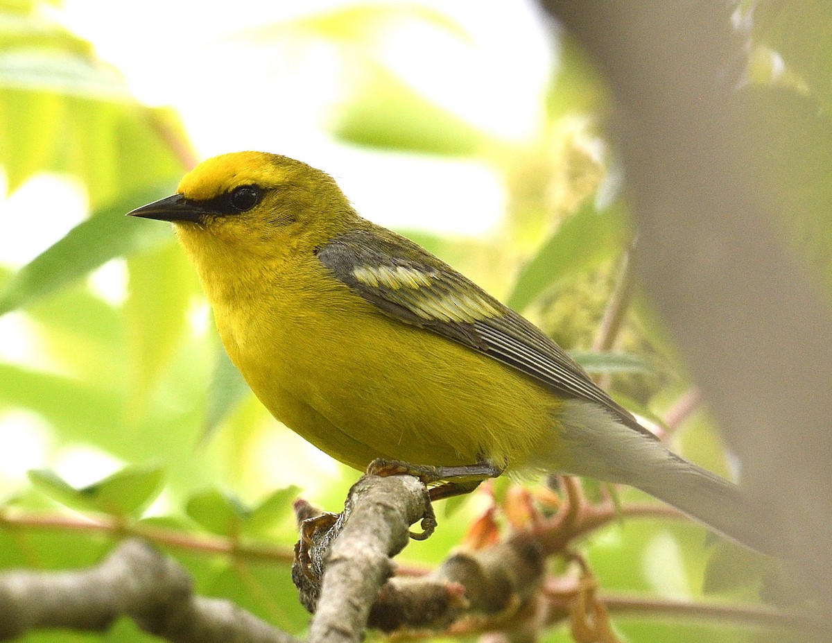 Blue-winged Warbler - ML620244931