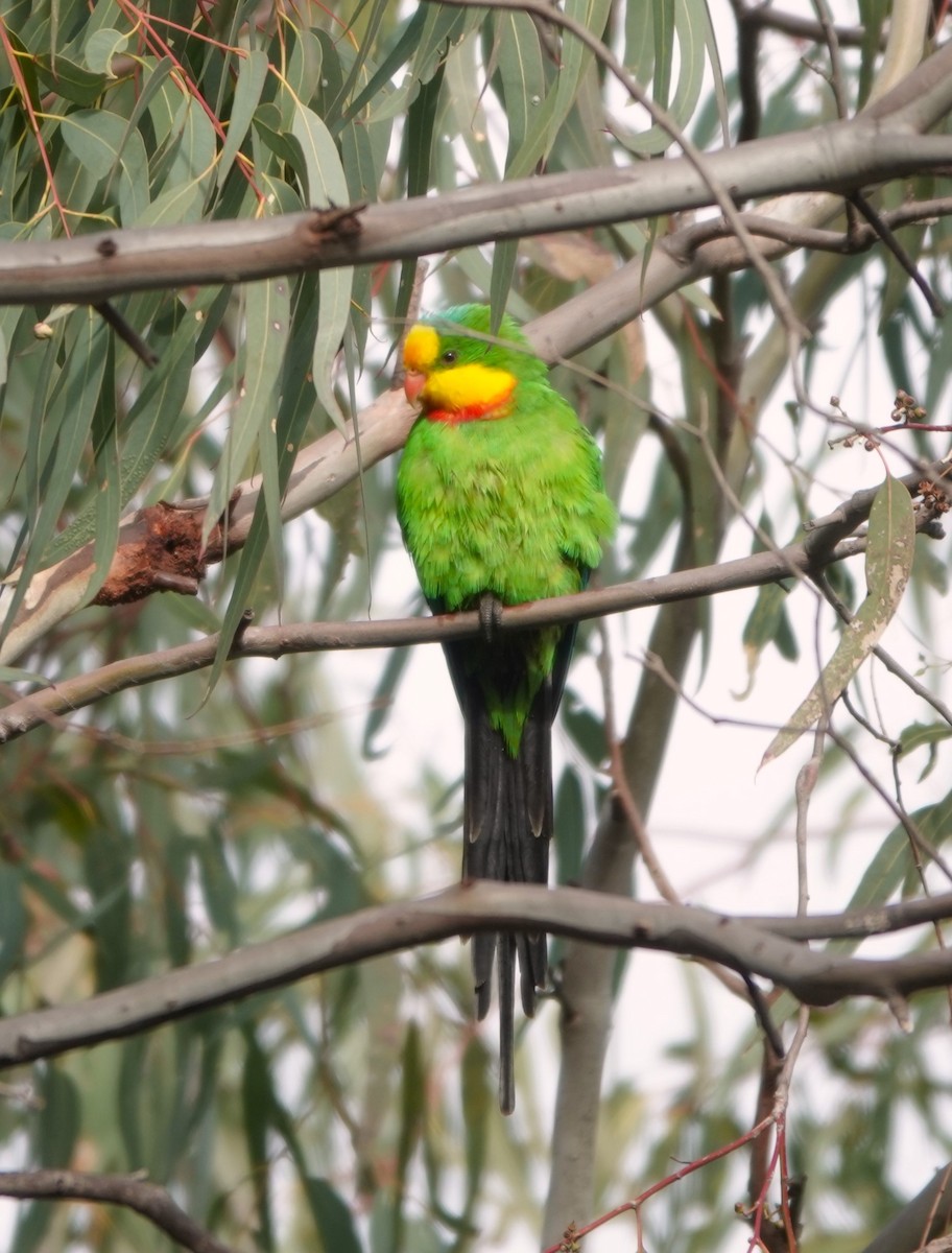 Superb Parrot - ML620244935