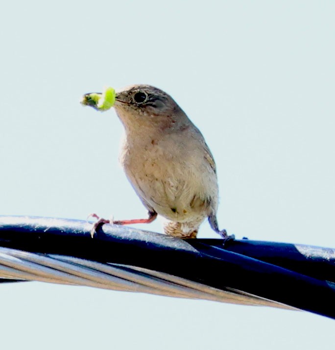 Northern House Wren - ML620244936