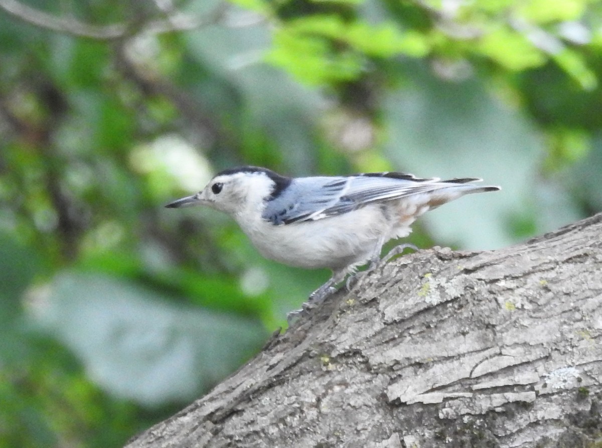 White-breasted Nuthatch - ML620244939
