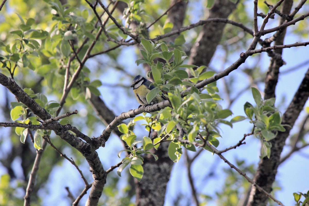 Eurasian Blue Tit - ML620244940