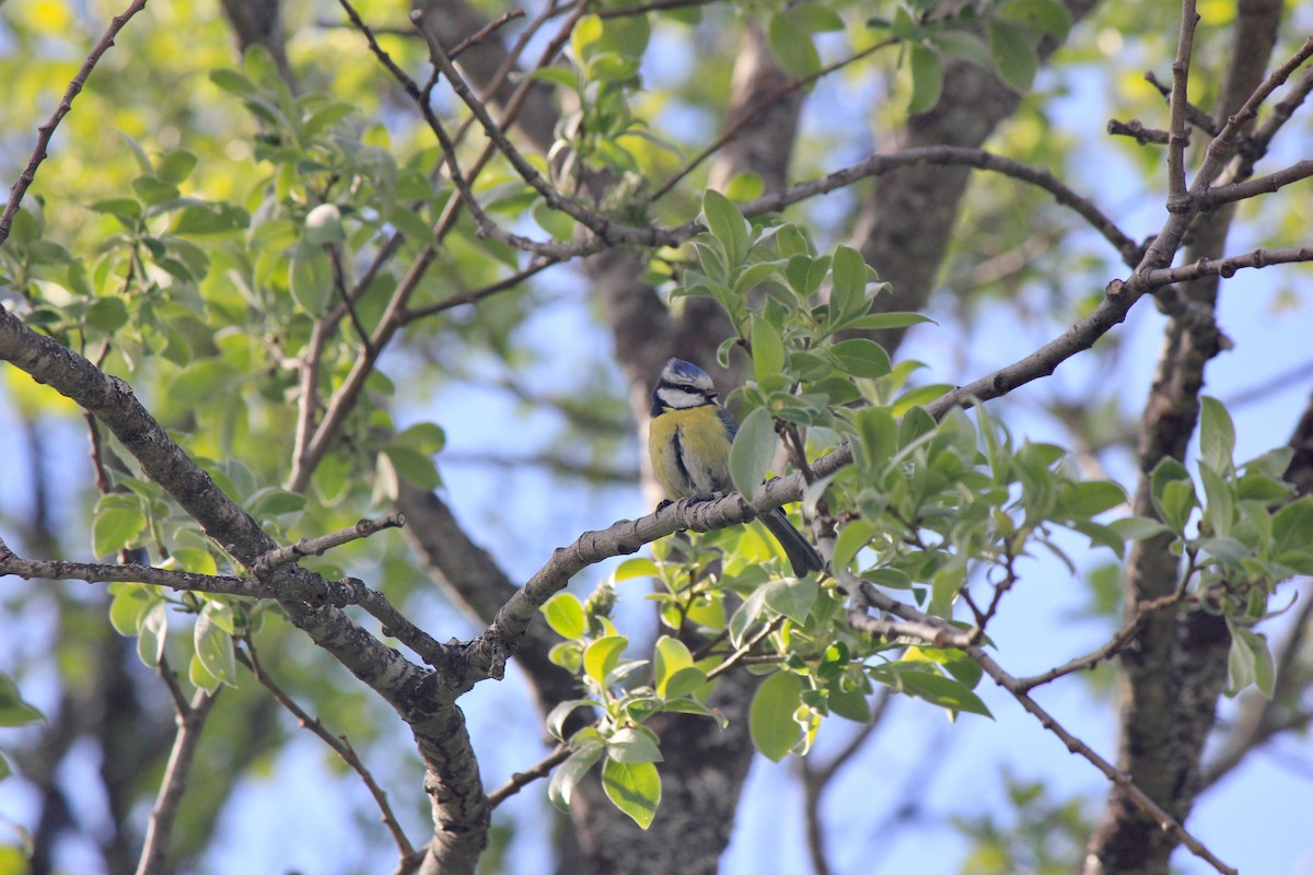 Eurasian Blue Tit - ML620244941