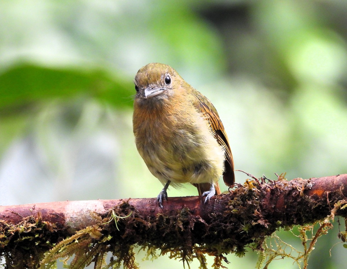 Fulvous-breasted Flatbill - ML620244943