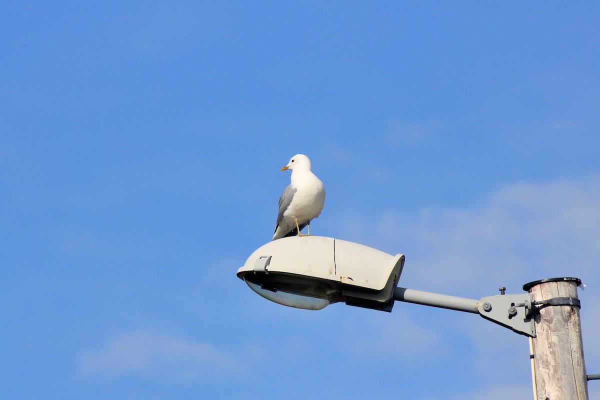 Common Gull - ML620244945