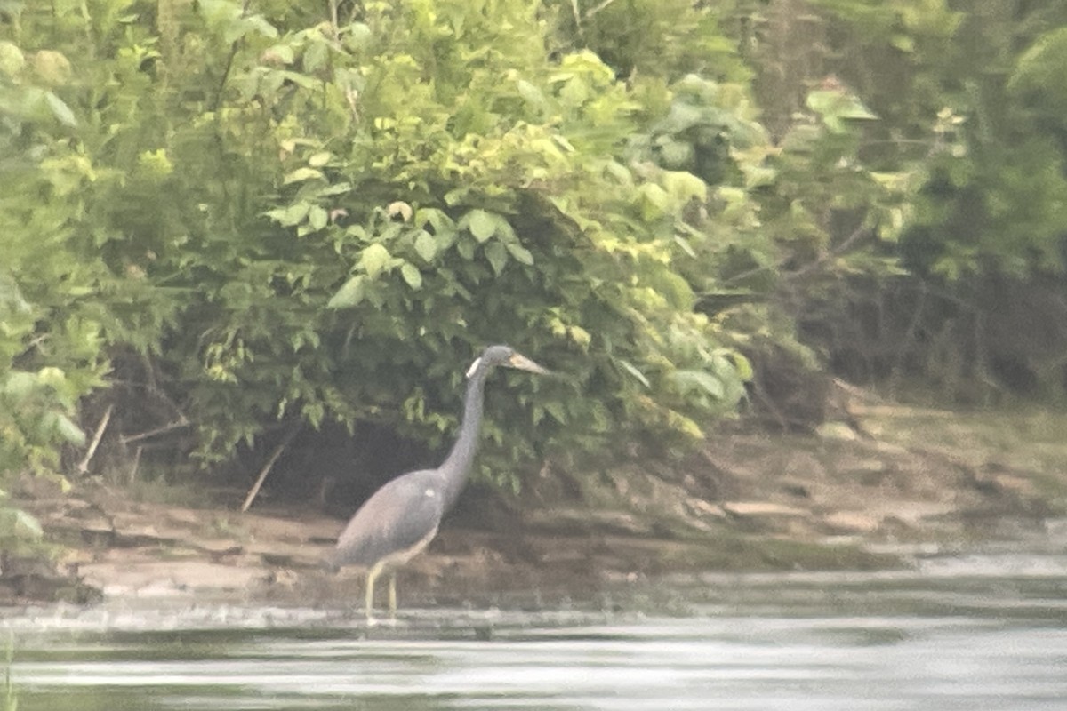 Tricolored Heron - ML620244948