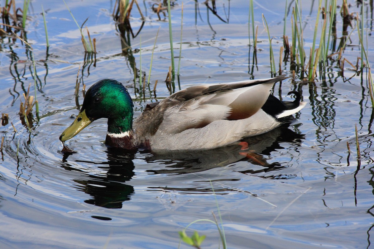 Canard colvert - ML620244954