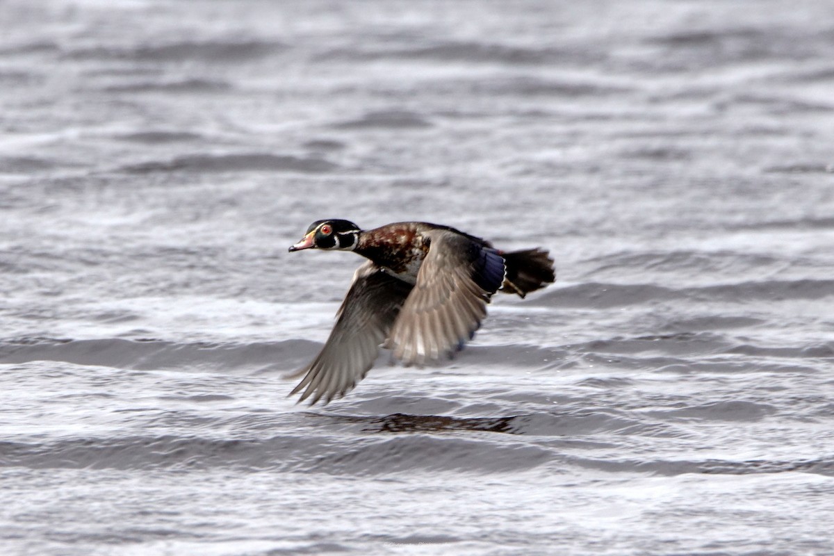 Wood Duck - ML620244956