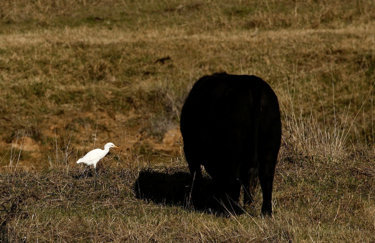 Eastern Cattle Egret - ML620244962