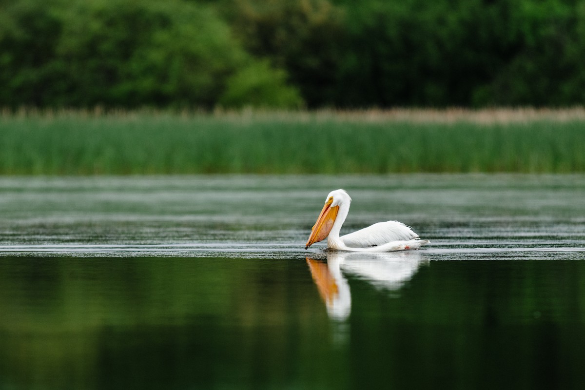 American White Pelican - ML620244967