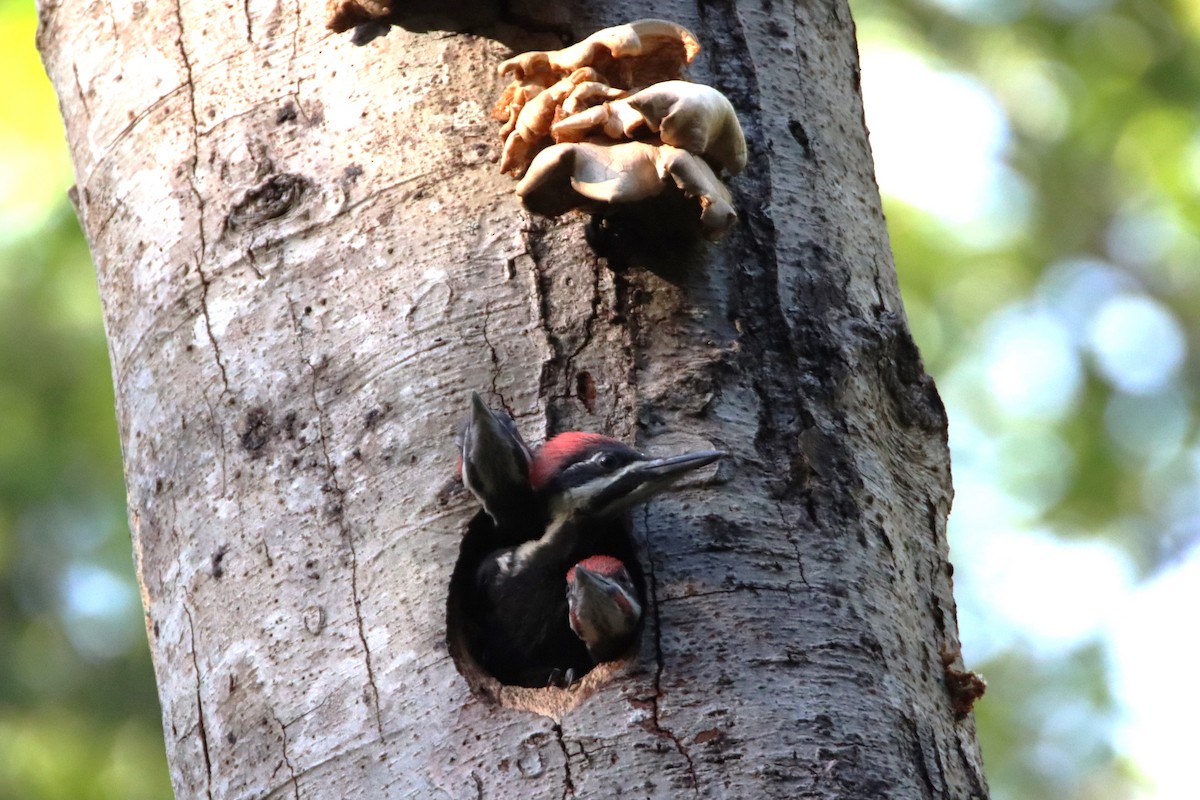 Pileated Woodpecker - ML620244978