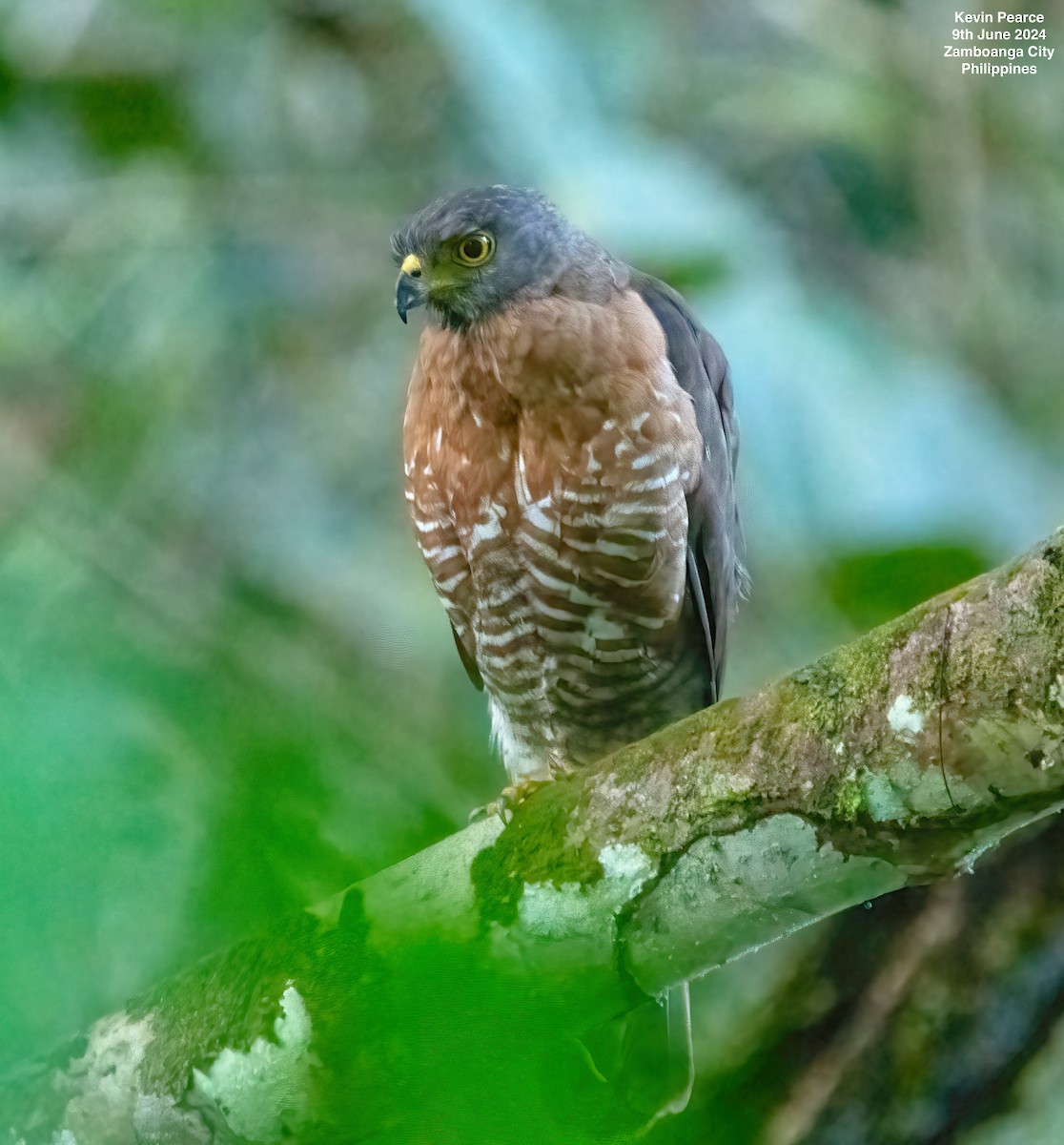 Crested Goshawk - ML620244987