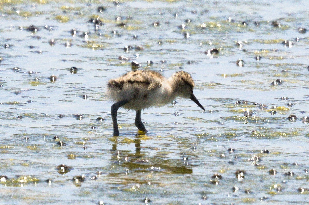 Avocette d'Amérique - ML620244995