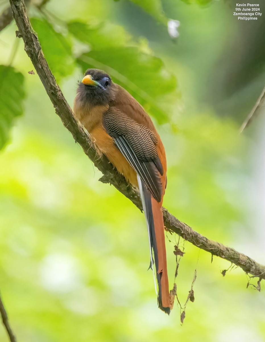 Philippine Trogon - ML620244997