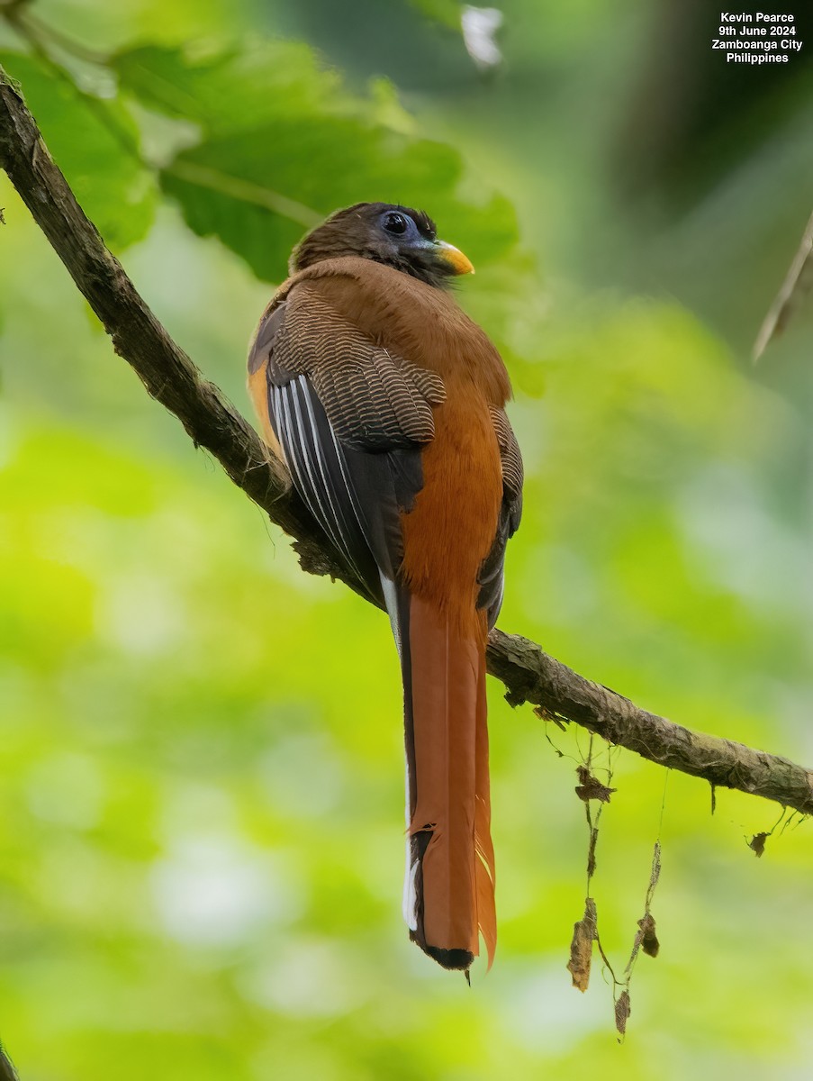 Philippine Trogon - ML620244998