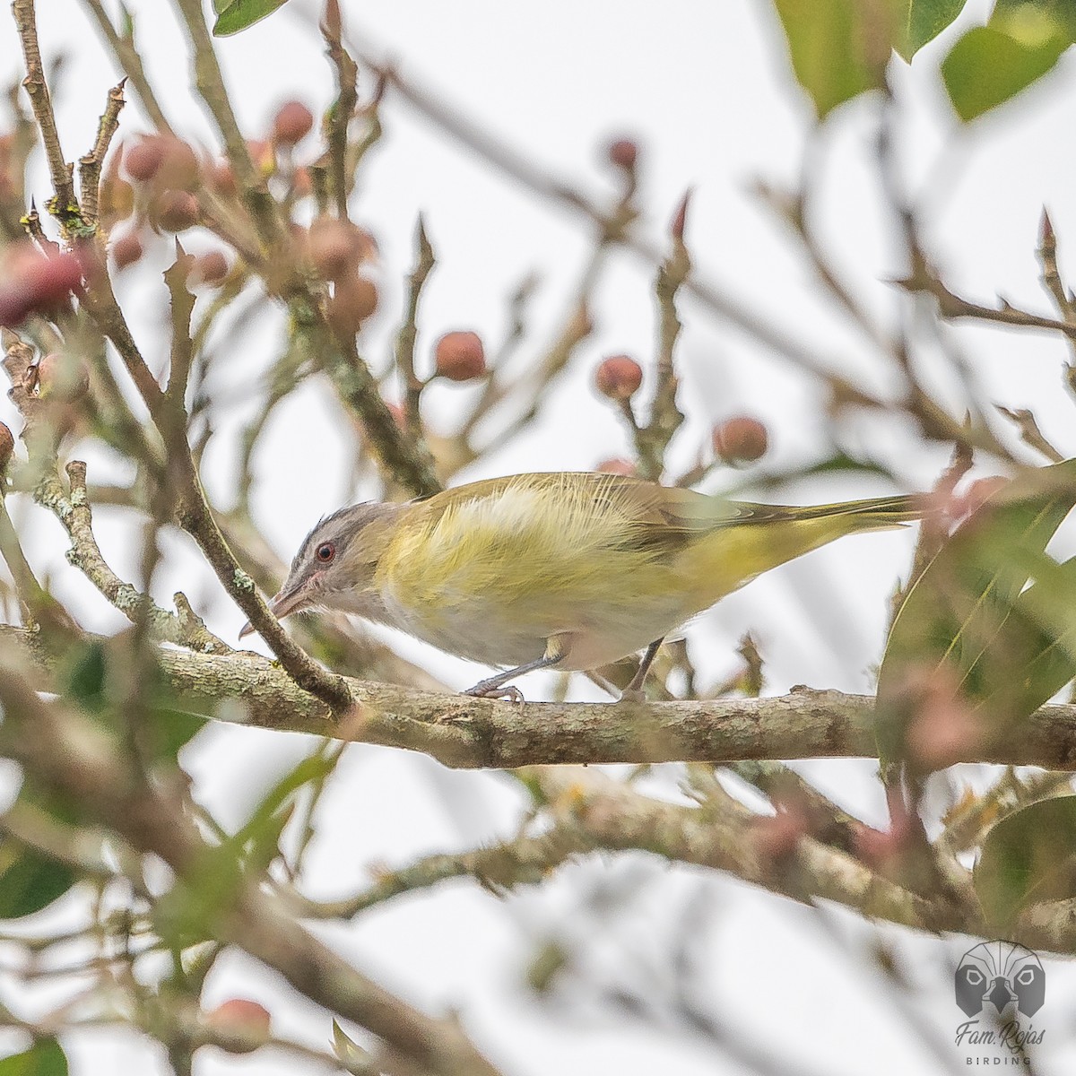 Yellow-green Vireo - ML620245000