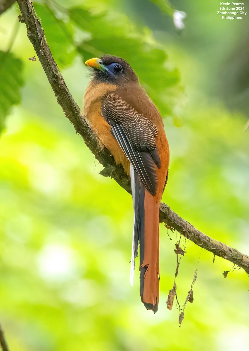 Philippine Trogon - ML620245002