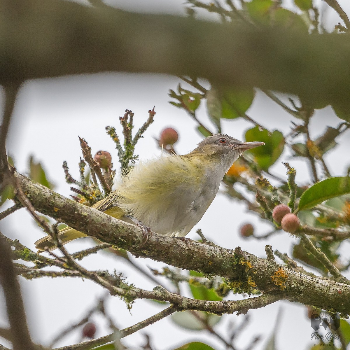 Yellow-green Vireo - ML620245004