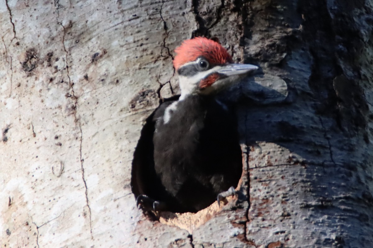 Pileated Woodpecker - ML620245007