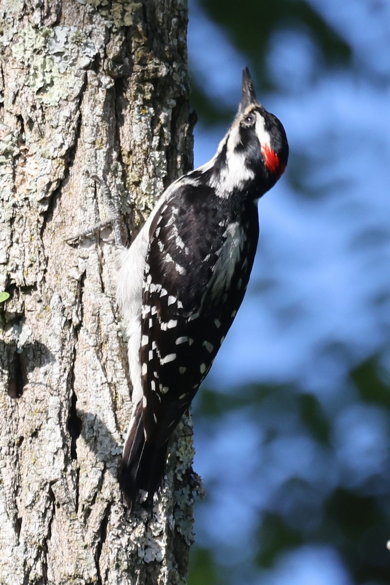 Hairy Woodpecker - ML620245010