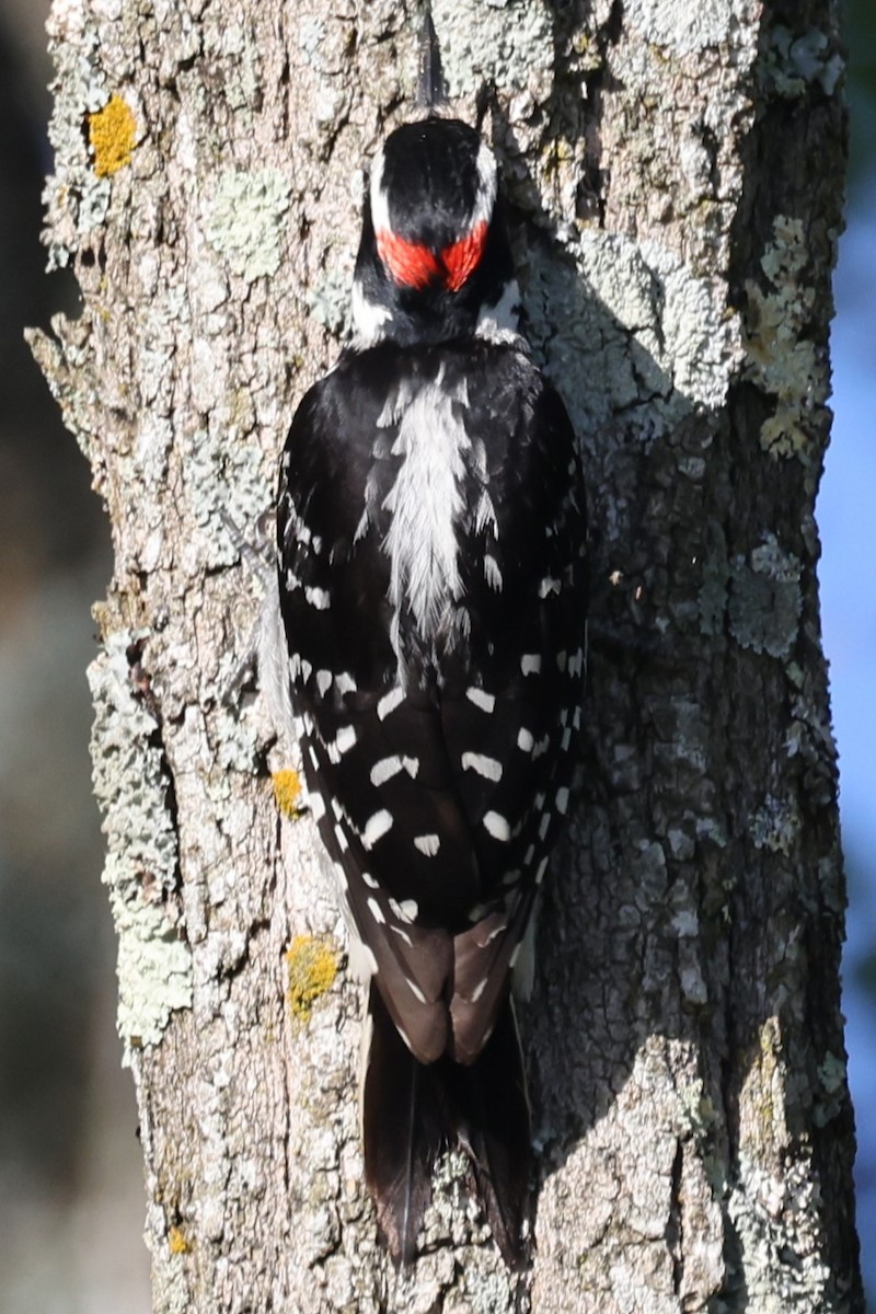 Hairy Woodpecker - ML620245011