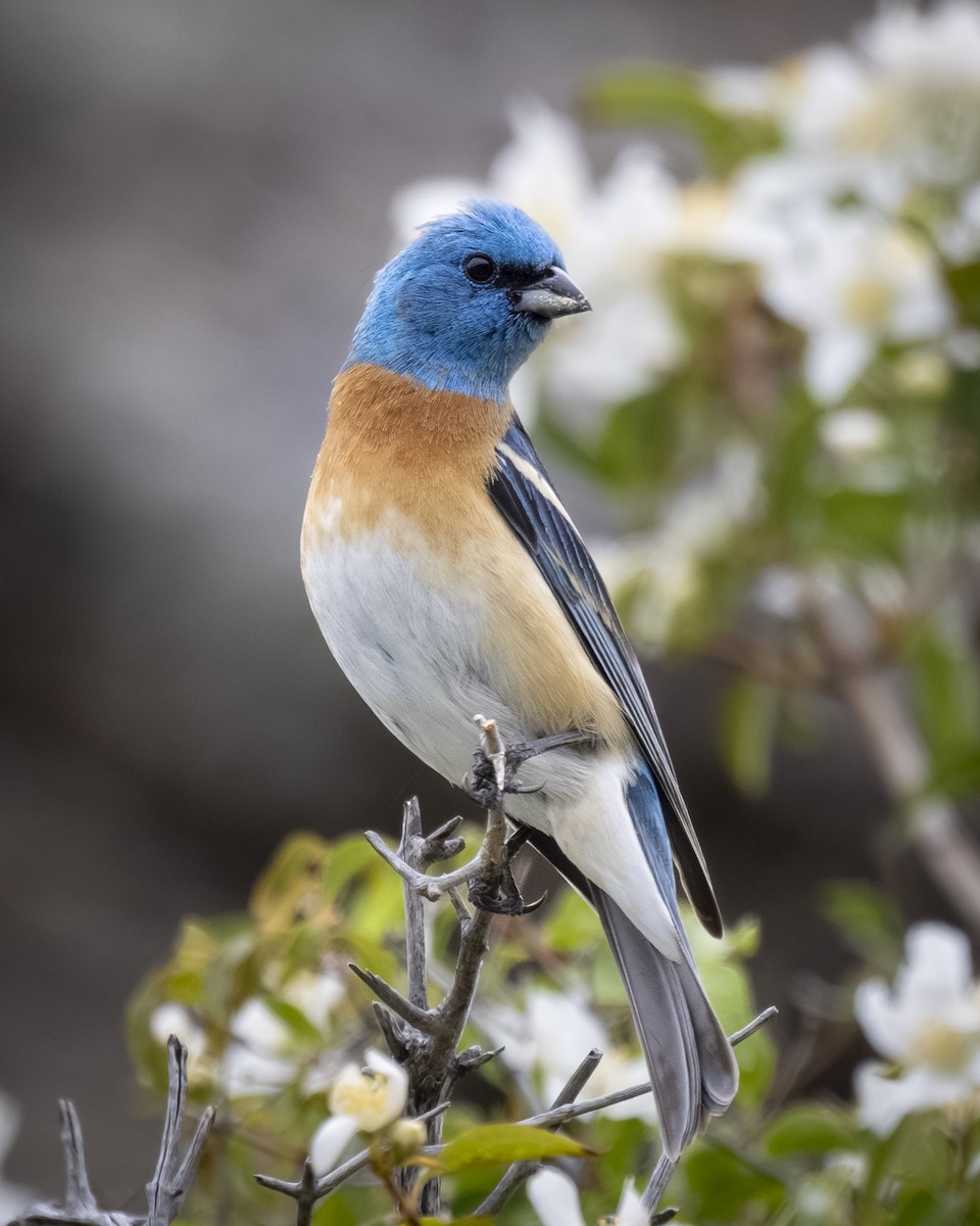 Lazuli Bunting - ML620245019