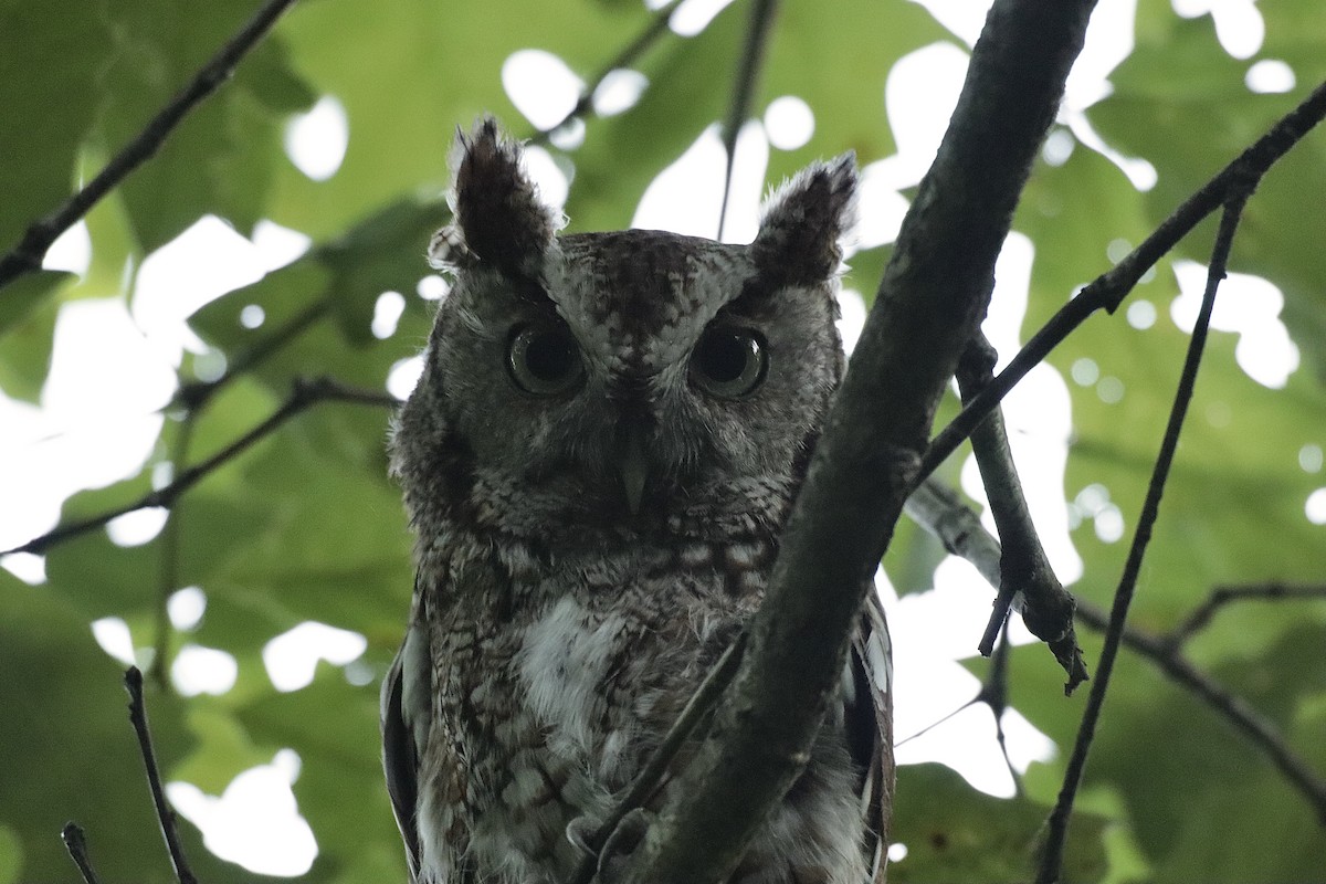 Eastern Screech-Owl - ML620245022