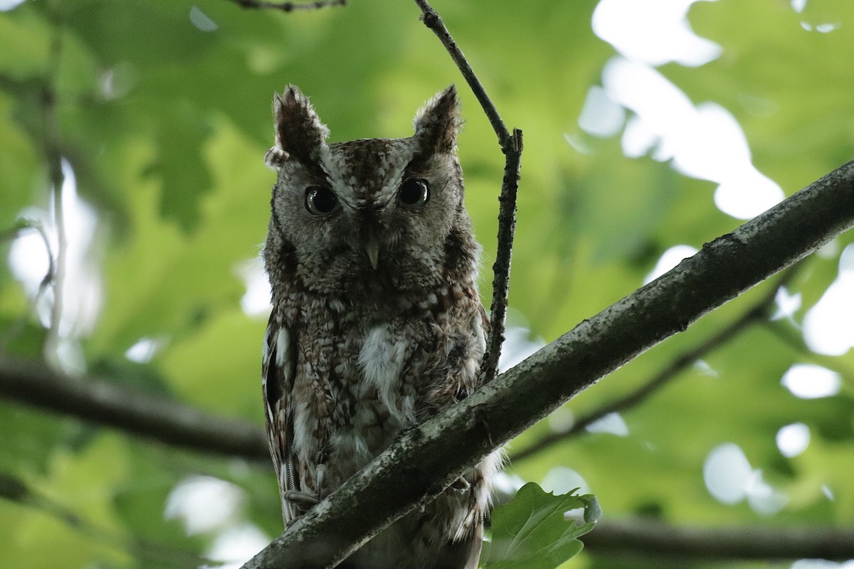 Eastern Screech-Owl - ML620245024