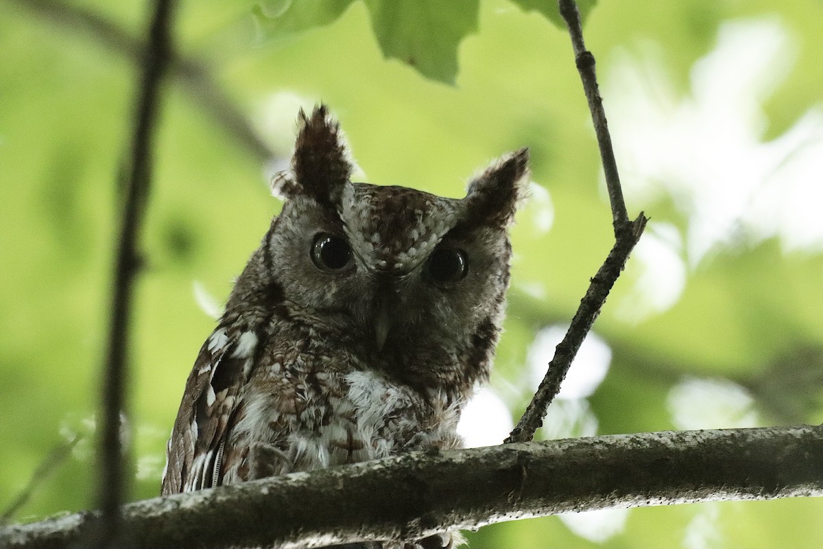 Eastern Screech-Owl - ML620245027