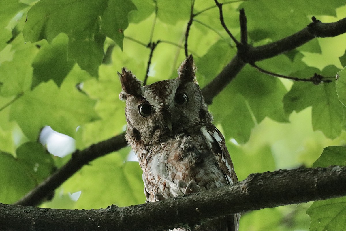 Eastern Screech-Owl - ML620245029