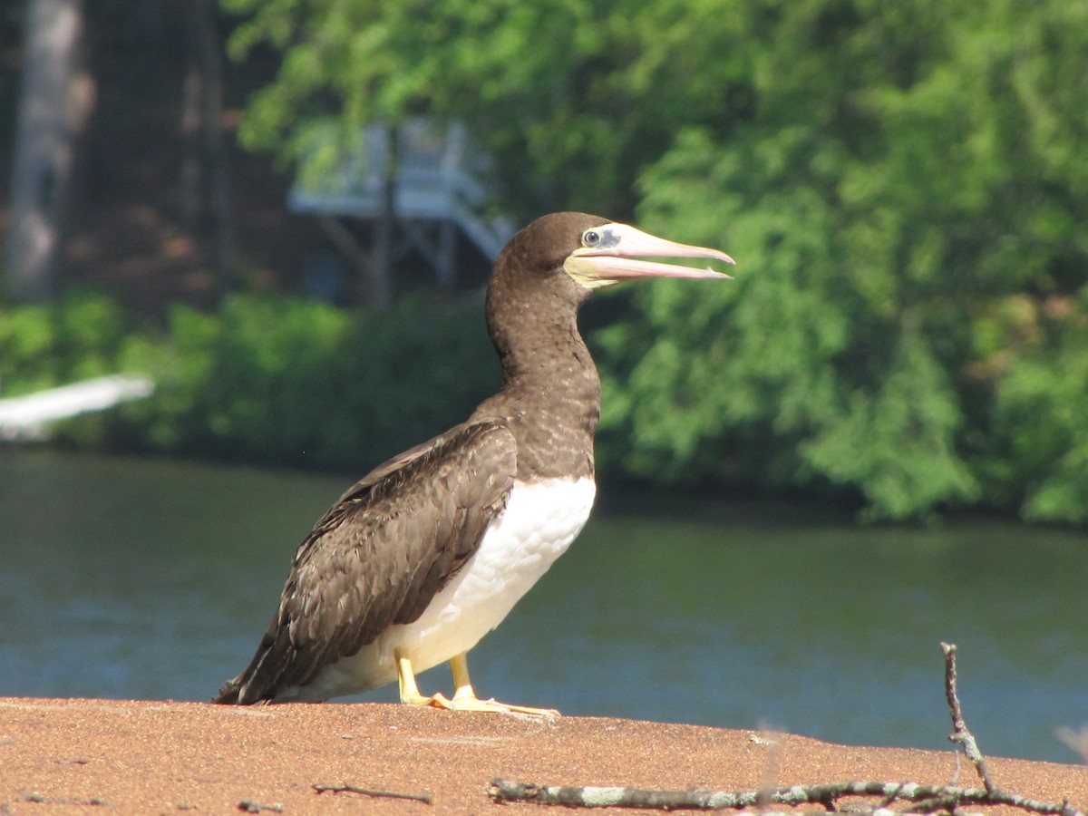 Brown Booby - ML620245040