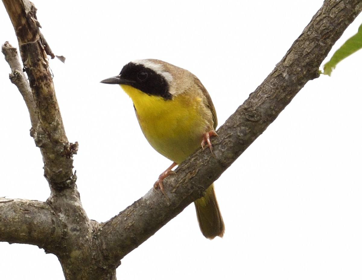 Common Yellowthroat - ML620245050