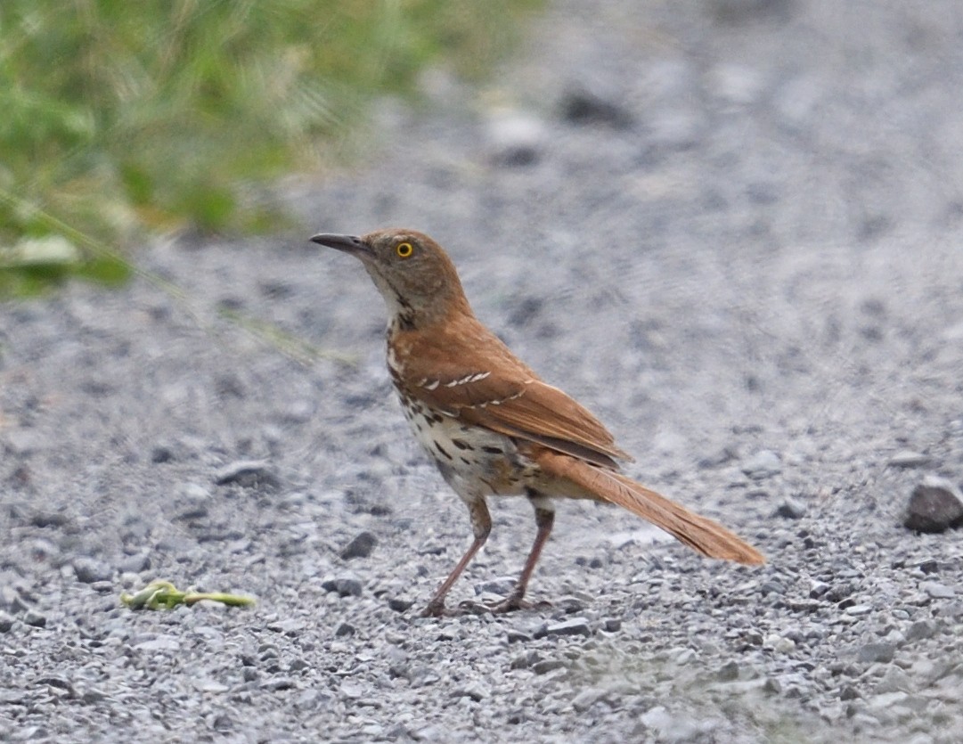 Brown Thrasher - ML620245059