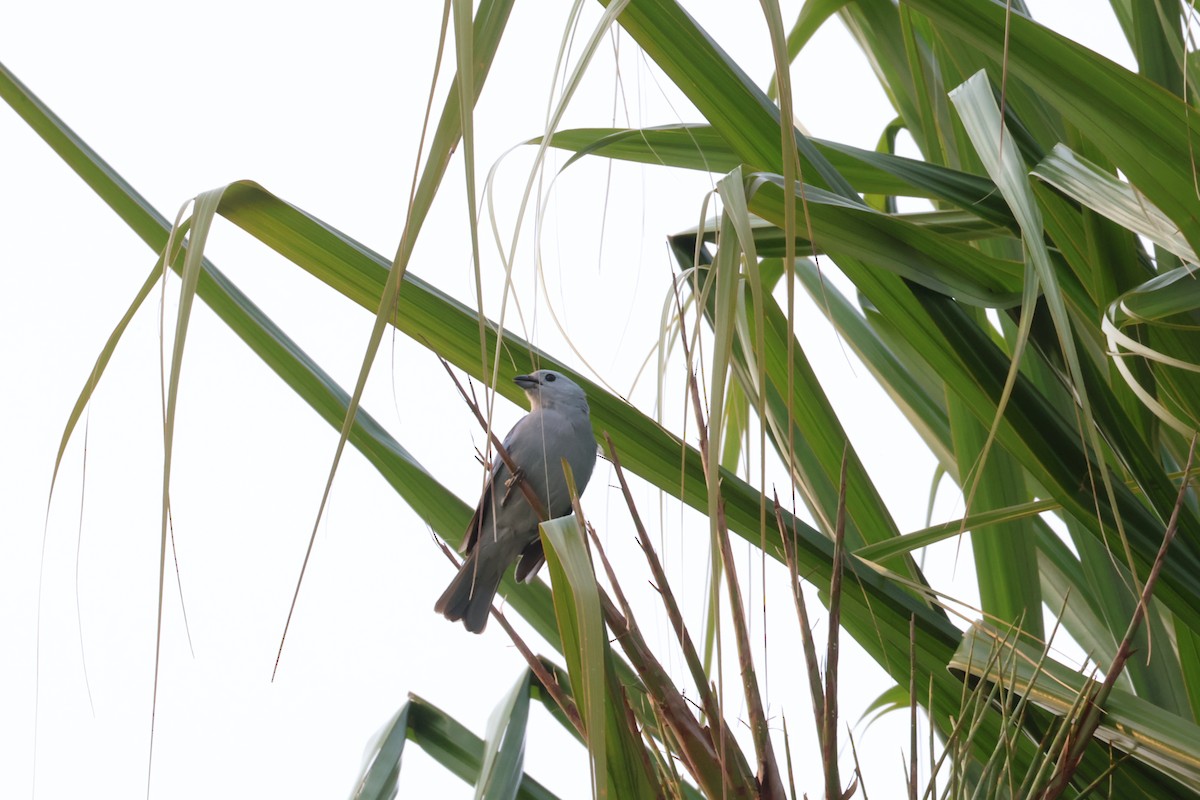 Blue-gray Tanager - ML620245064