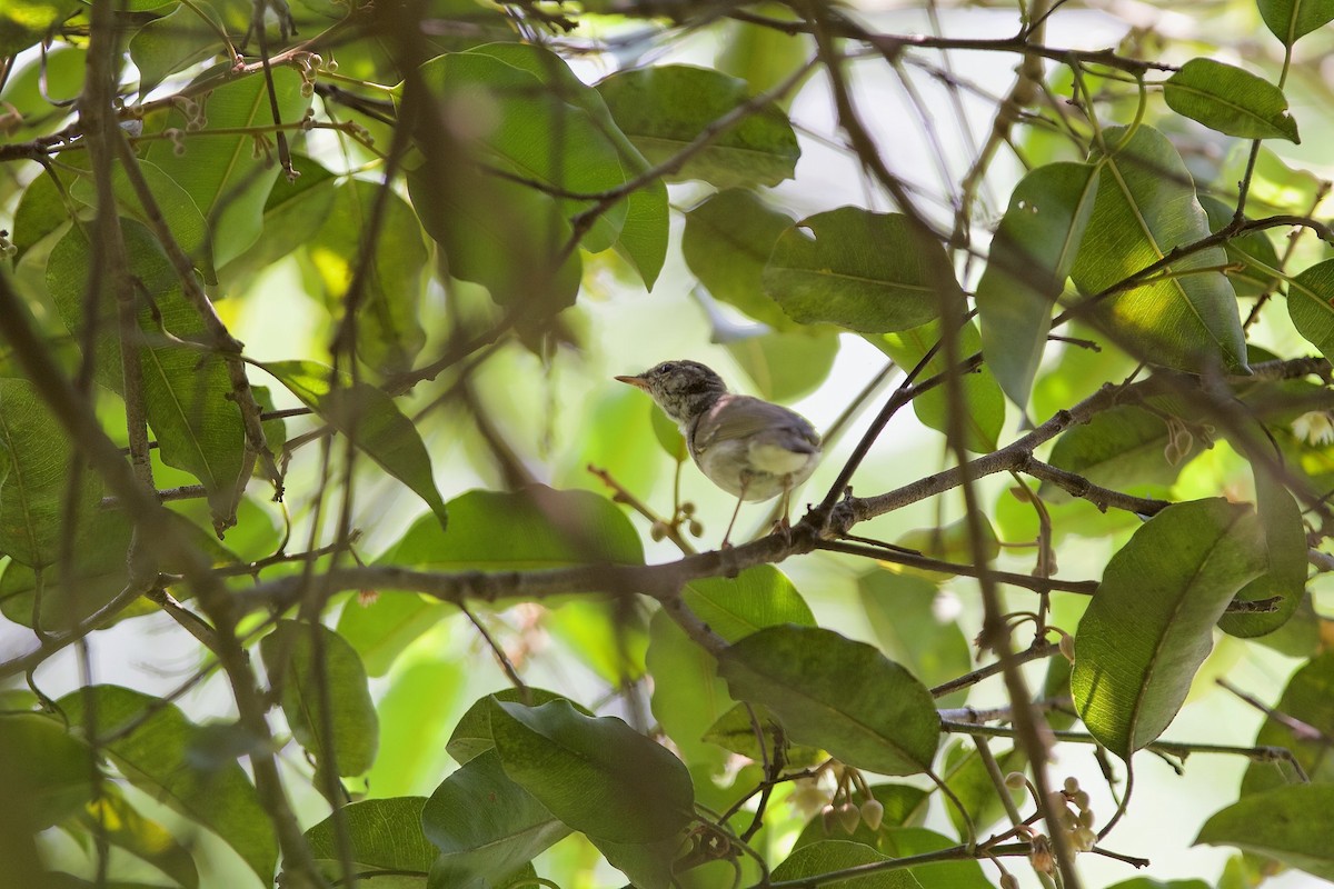 Arctic Warbler - ML620245066