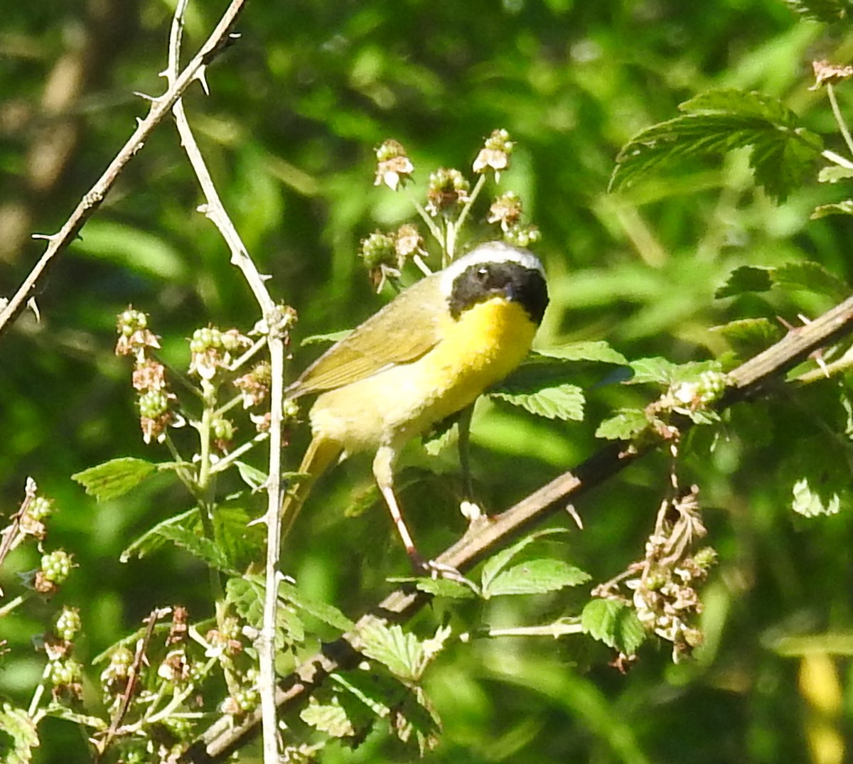 Paruline masquée - ML620245068