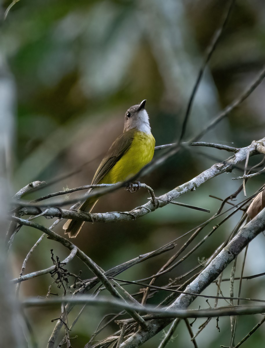 Yellow-bellied Whistler - ML620245078