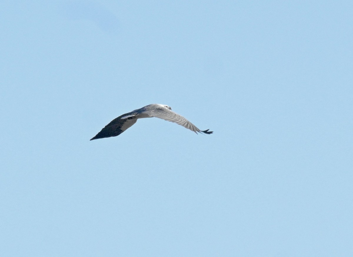 White-bellied Sea-Eagle - ML620245081