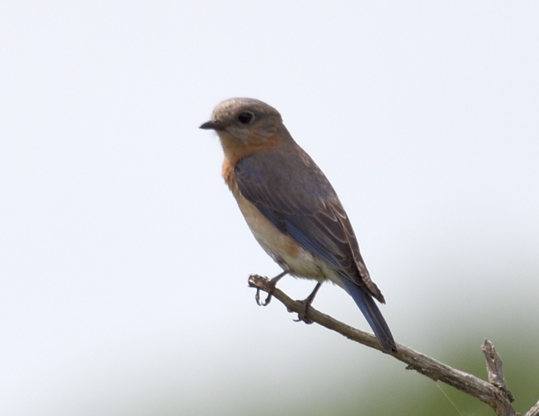 Eastern Bluebird - ML620245083