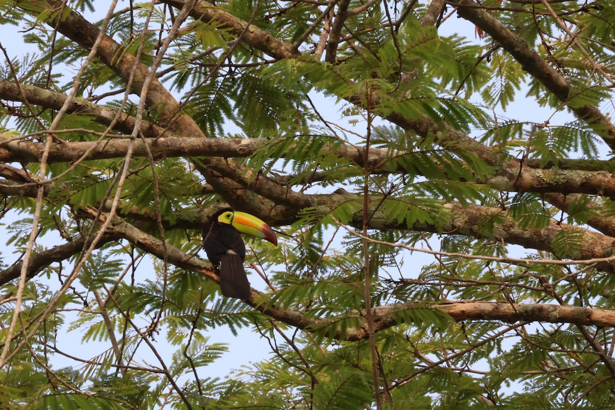 Toucan à carène - ML620245092