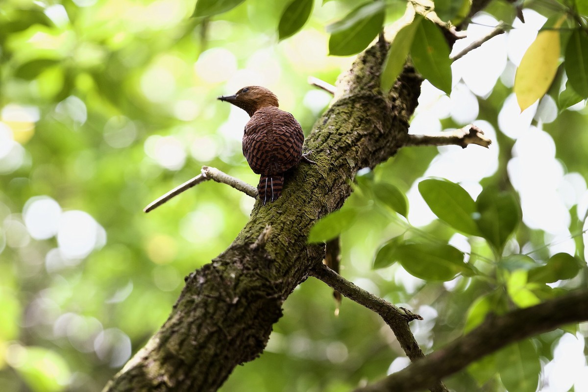 Rufous Woodpecker - ML620245094
