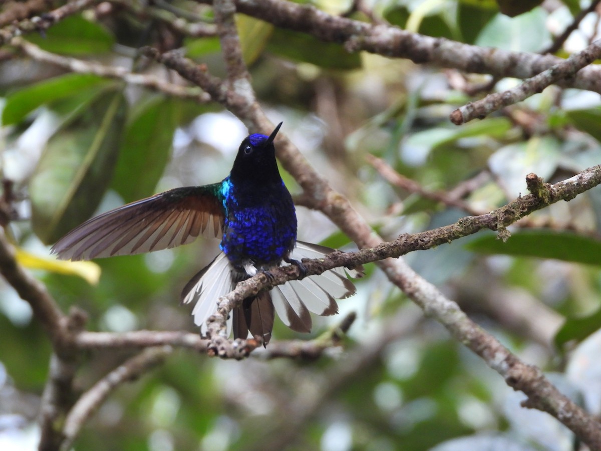 Colibrí Sietecolores - ML620245095