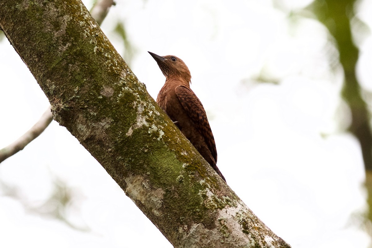 Rufous Woodpecker - ML620245099