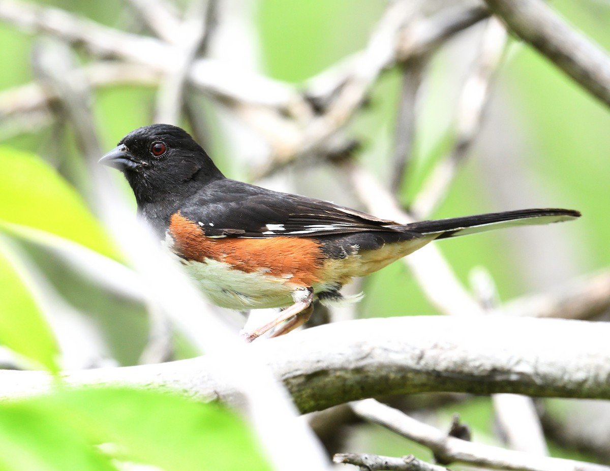 Eastern Towhee - ML620245100