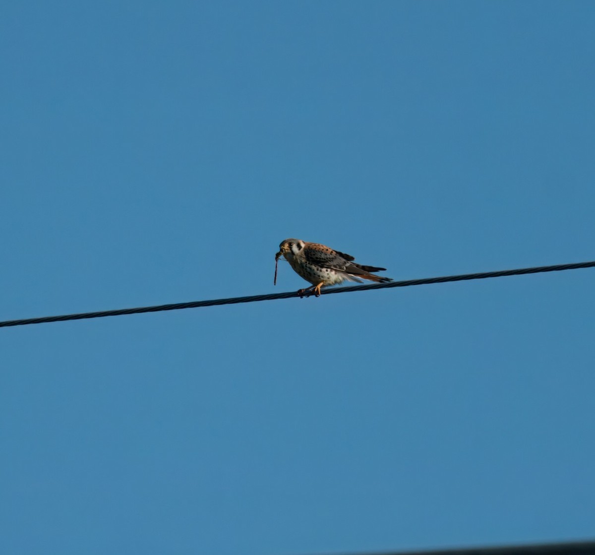 American Kestrel - ML620245105