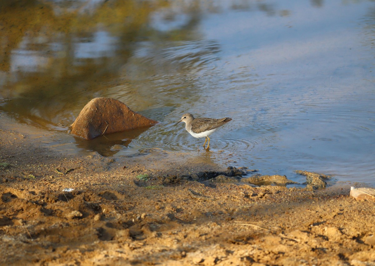 Temminck's Stint - ML620245106