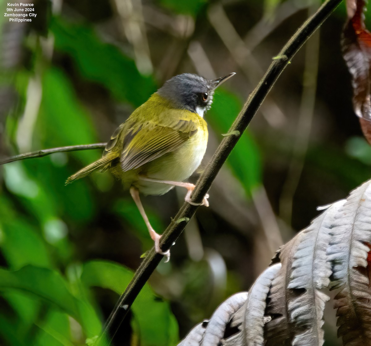 White-eared Tailorbird - ML620245108