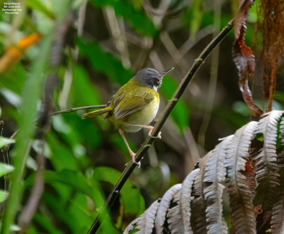 White-eared Tailorbird - ML620245109