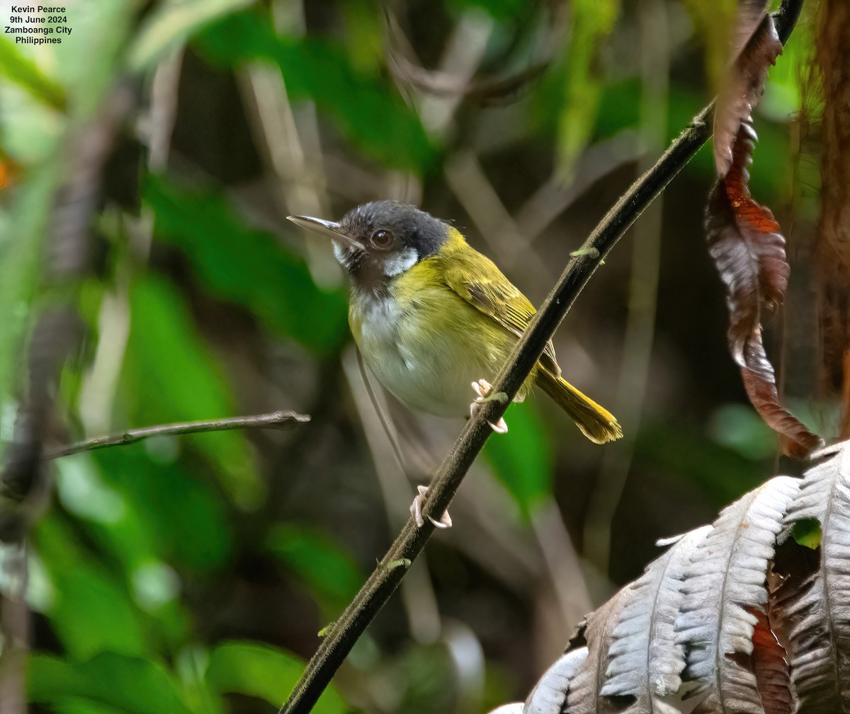 White-eared Tailorbird - ML620245111